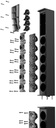 VERTICAL ARRAY MAUI 44 LD SYSTEMS